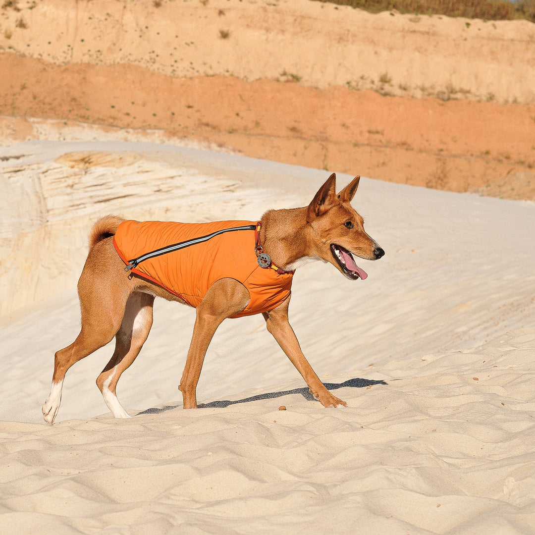 Bonne et Filou Sustainable Eco-Friendly Dog Jacket / Vest - Made in Ukraine