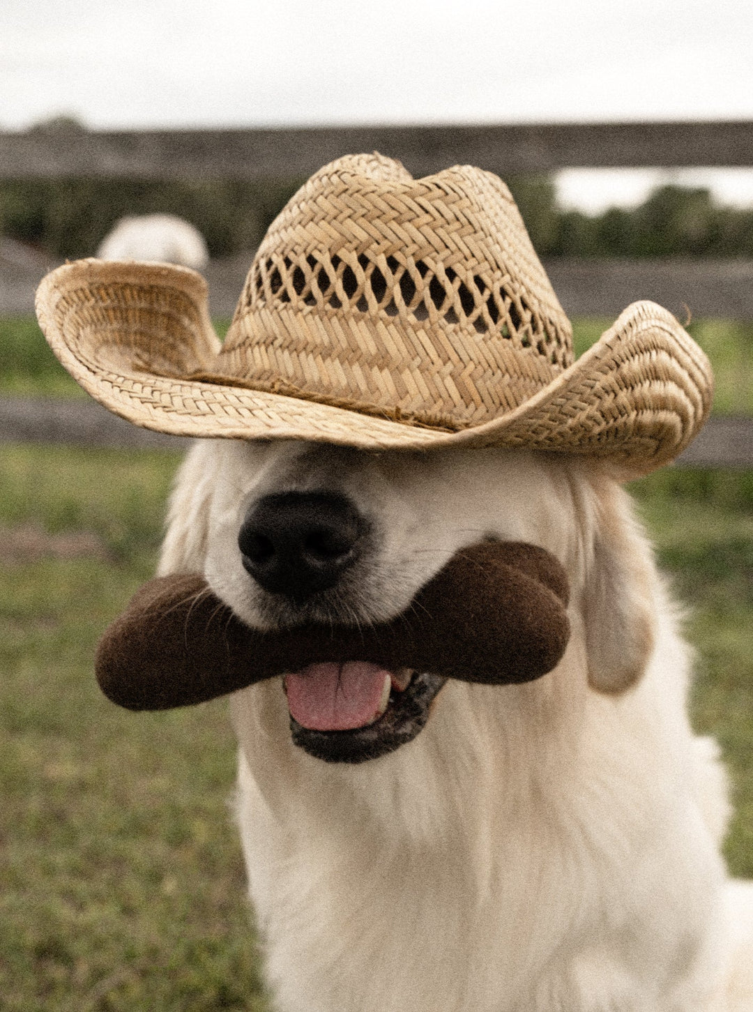 Wool Bone Dog Toy by MODERNBEAST and House of Sploot