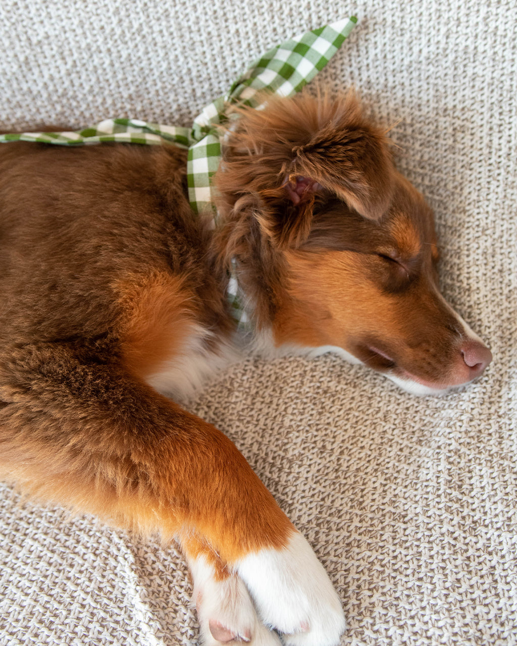 Adventure Necktie for Dogs and Pets - Unique Design