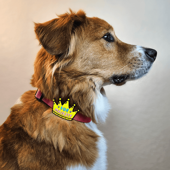 Fur Majesty Dog Jiby