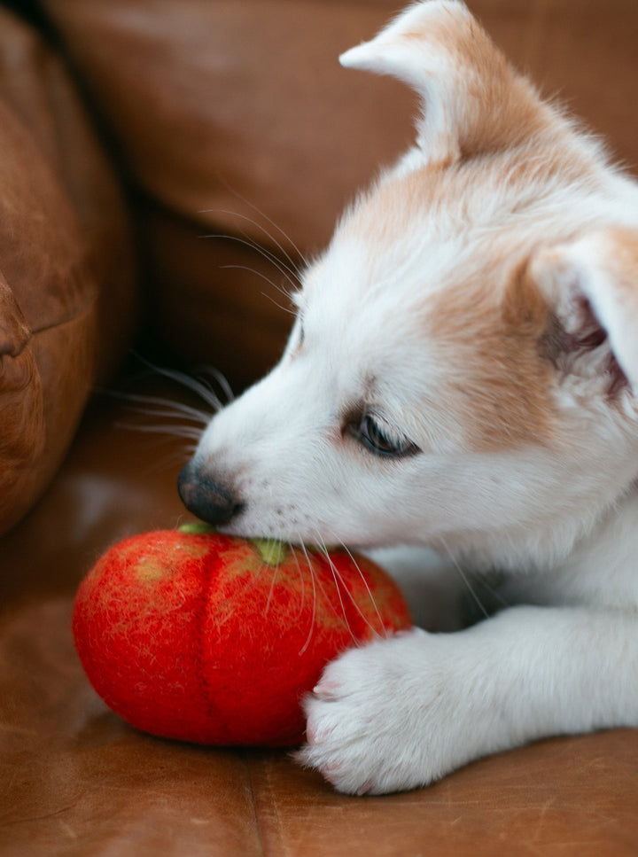 Heirloom Tomato Wool Pet Toy for Dogs and Cats