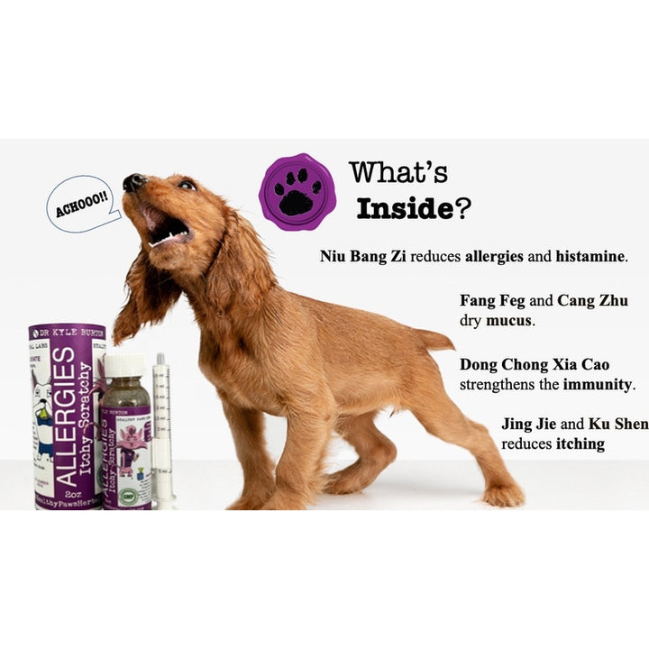 Itchy Scratchy - The Solution for Pet Allergies