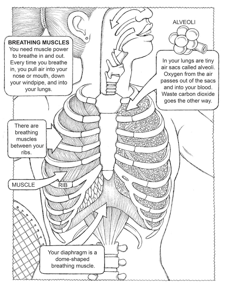 My First Human Body Book Spiral Bound