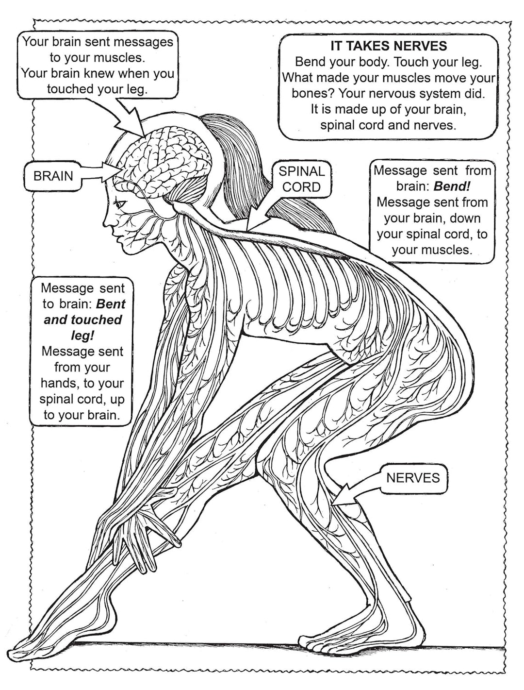 My First Human Body Book Spiral Bound