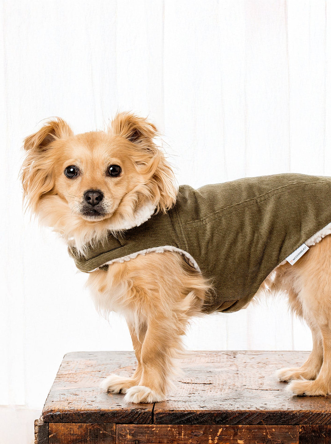 Stylish Corduroy Dog Coat for Fall Comfort