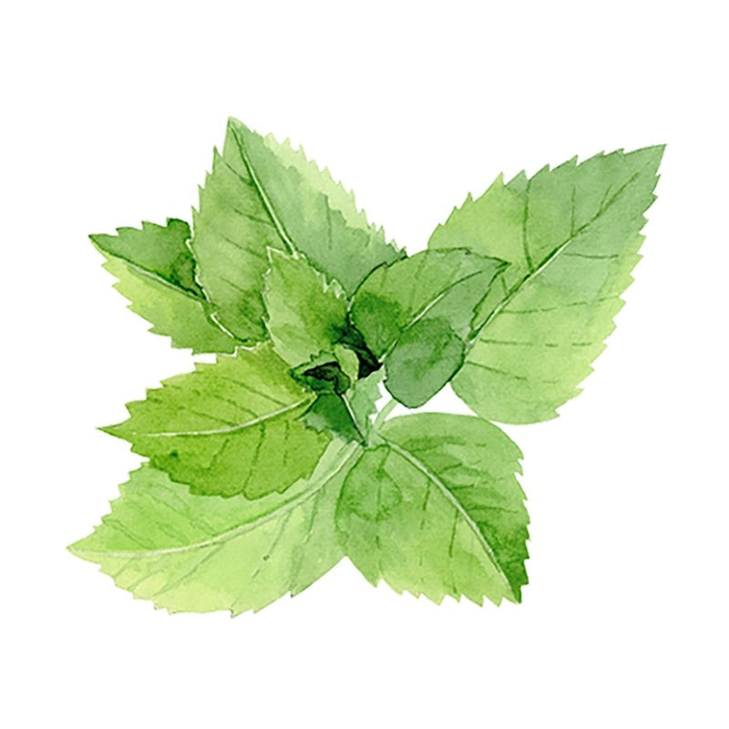 Rustic Strength Peppermint Essential Oil