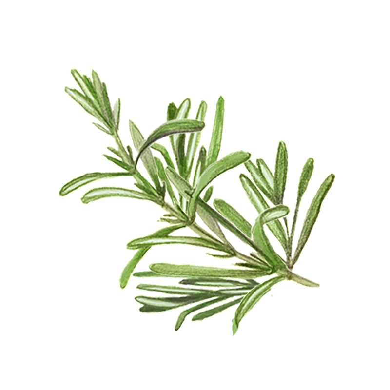 Rustic Strength Rosemary Essential Oil