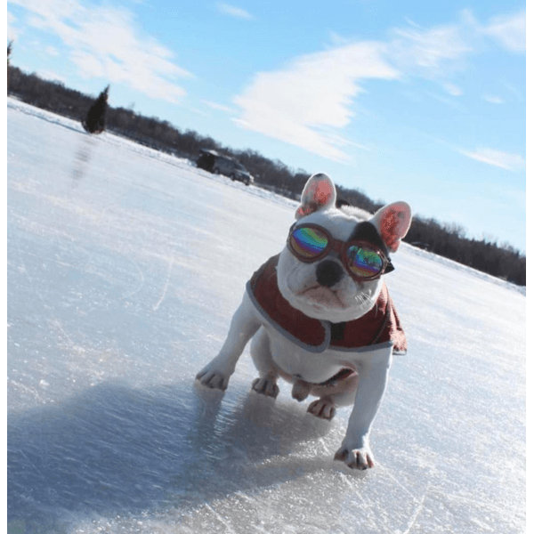 K9 Sport Shades - Dog Goggles