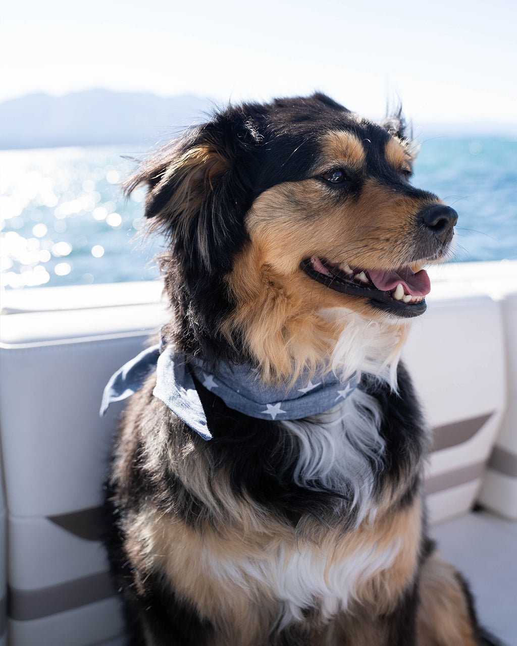 Adventure Necktie for Dogs and Pets - Unique Design