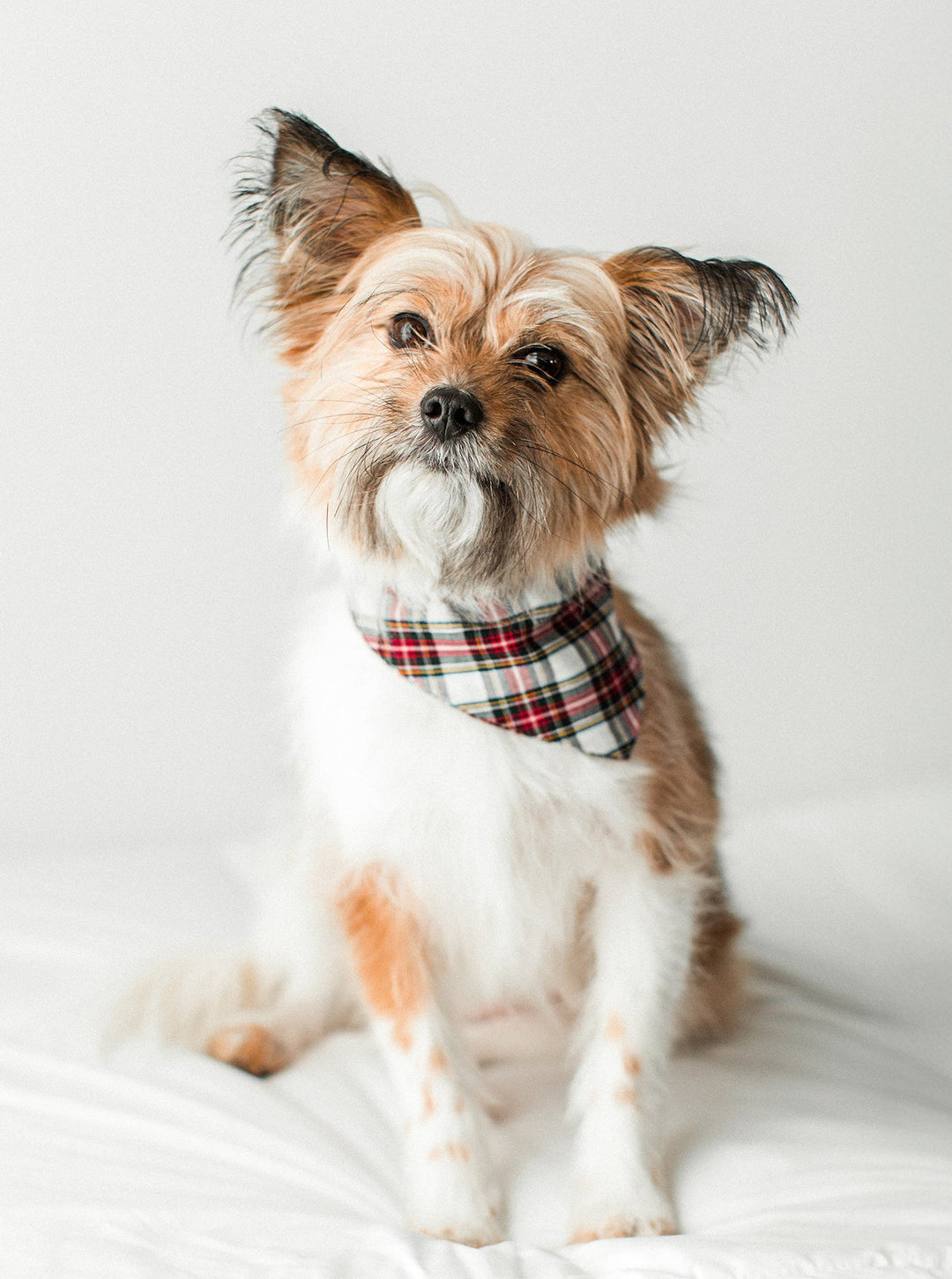 Holiday Plaid Dog Bandana for Stylish Pets