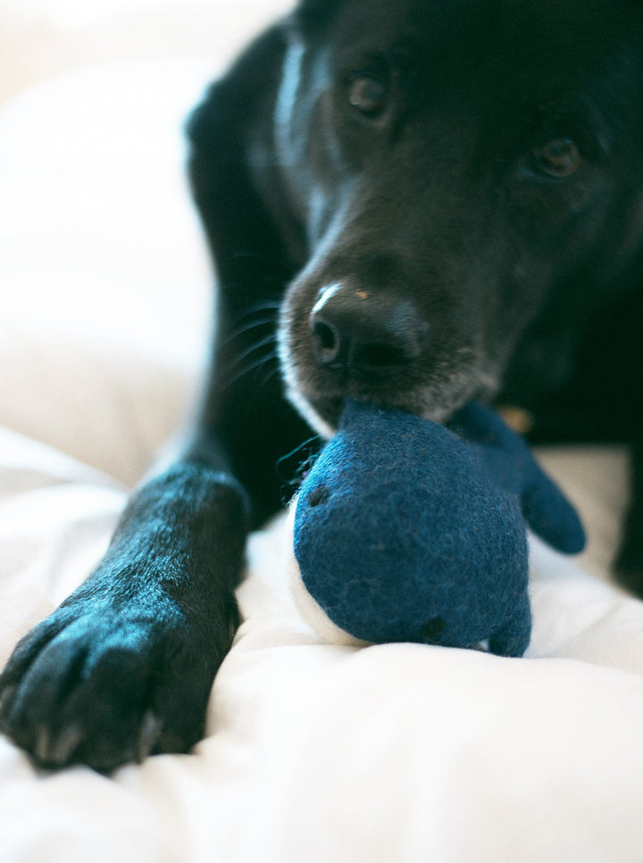 Wool Dog Toy for Energetic Playtime Fun