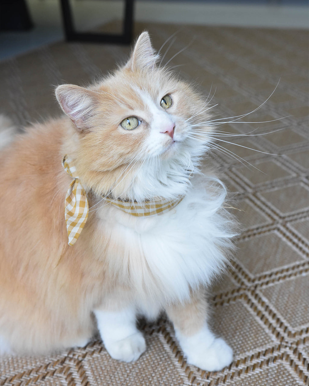 Adventure Necktie for Dogs and Pets - Unique Design