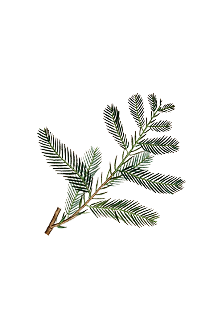 Rustic Strength Cypress Essential Oil