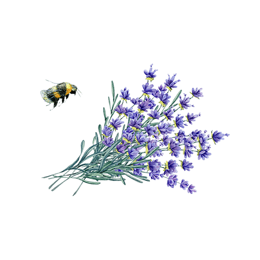 Rustic Strength Lavender Essential Oil