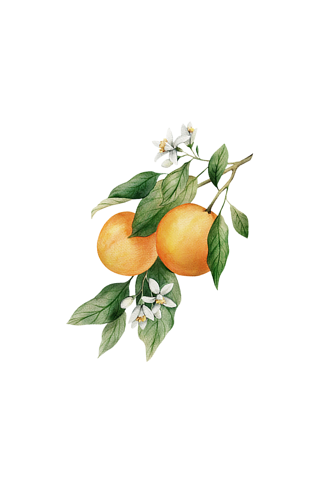 Rustic Strength Orange Essential Oil