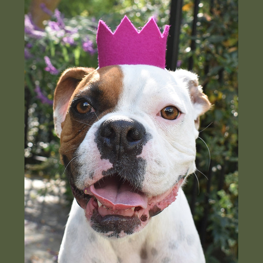 BRIGHT PARTY CROWNS