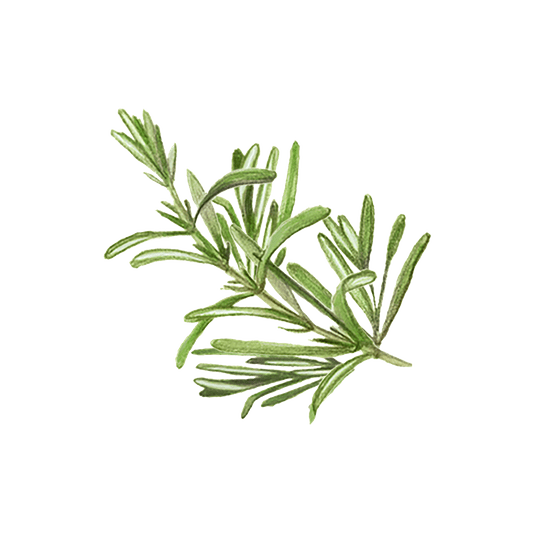 Rustic Strength Rosemary Essential Oil