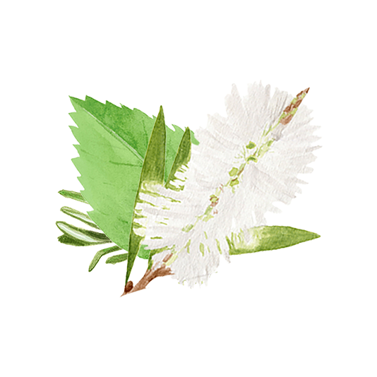 Rustic Strength Rosemary, Mint & Tea Tree Essential Oil Blend