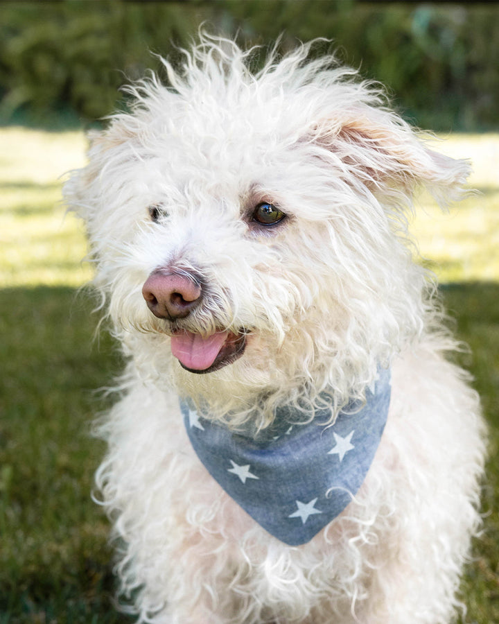 Dog Adventure Bandanas for Every Journey