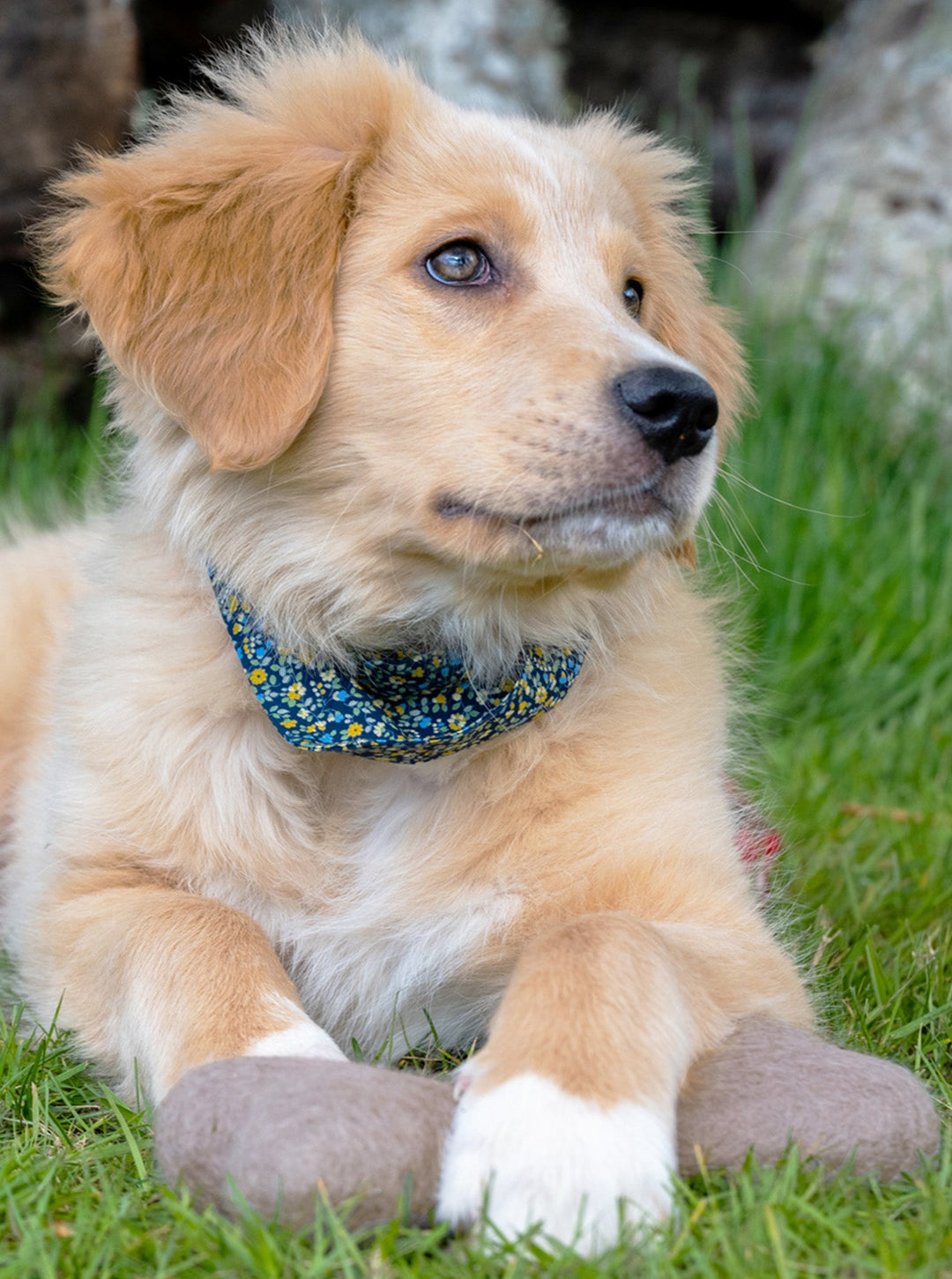 NEUTRAL WOOLBONE Eco-Friendly Wool Dog Toy