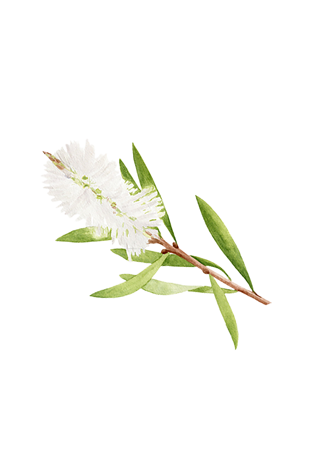 Rustic Strength Tea Tree Essential Oil